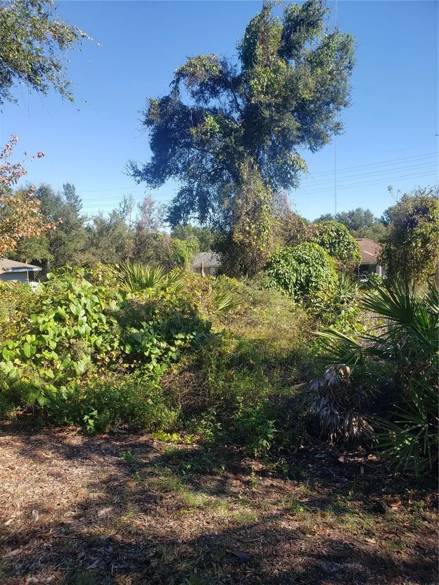 Chestnut Avenue, FL