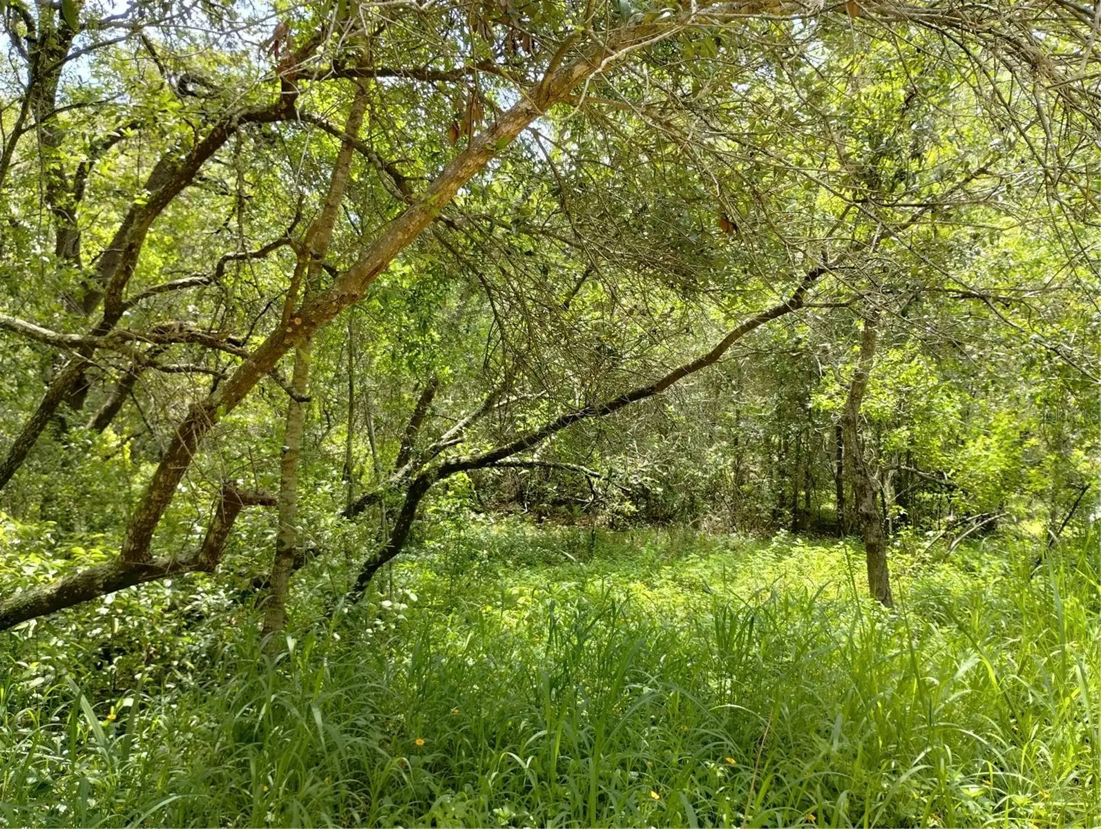 Dogwood Way, FL