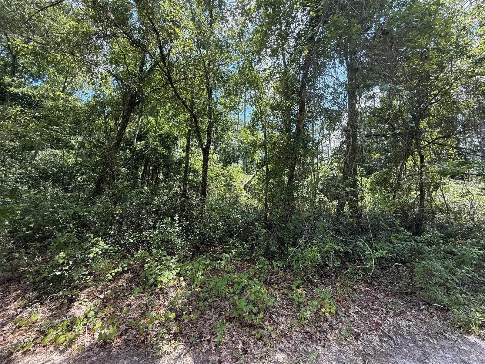 313 Calhoun Avenue, FL