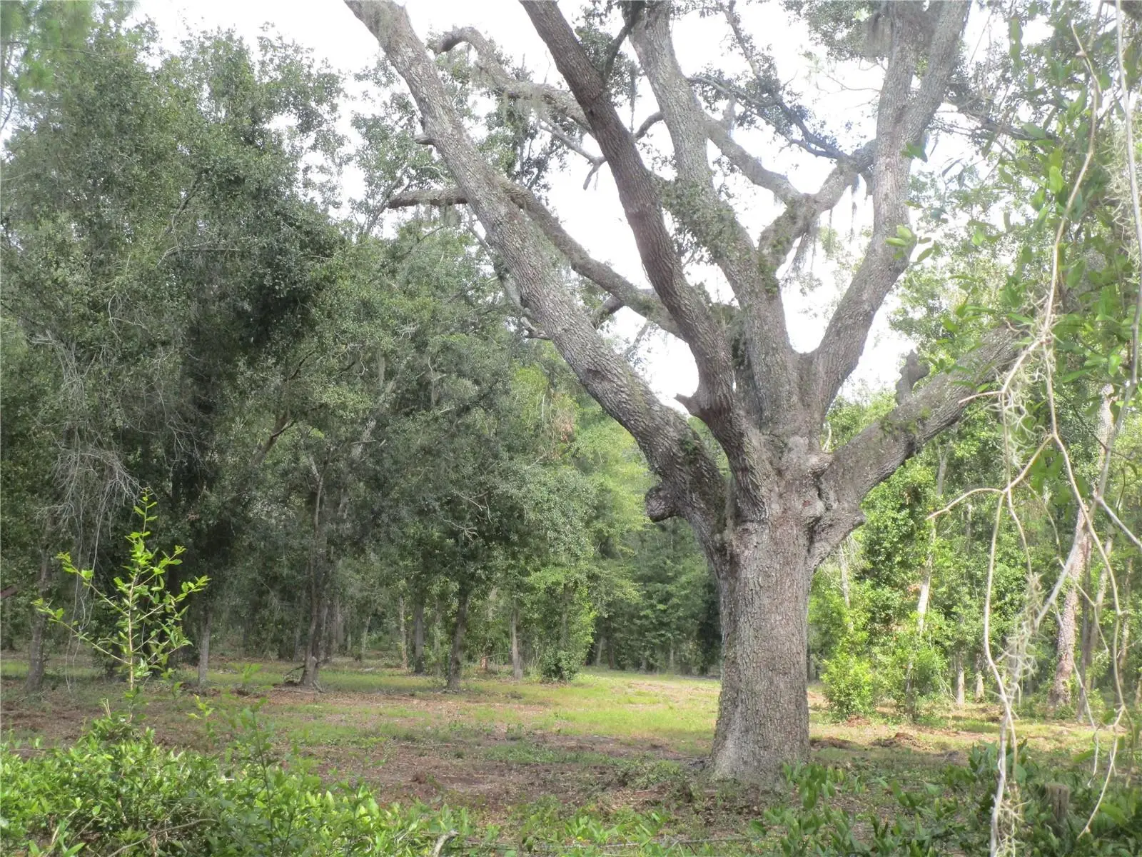 00 Castlewood Road, FL