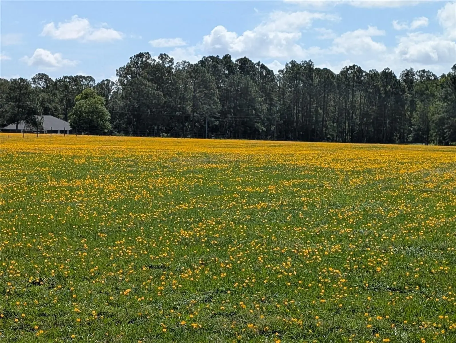 Green Swamp Road, FL