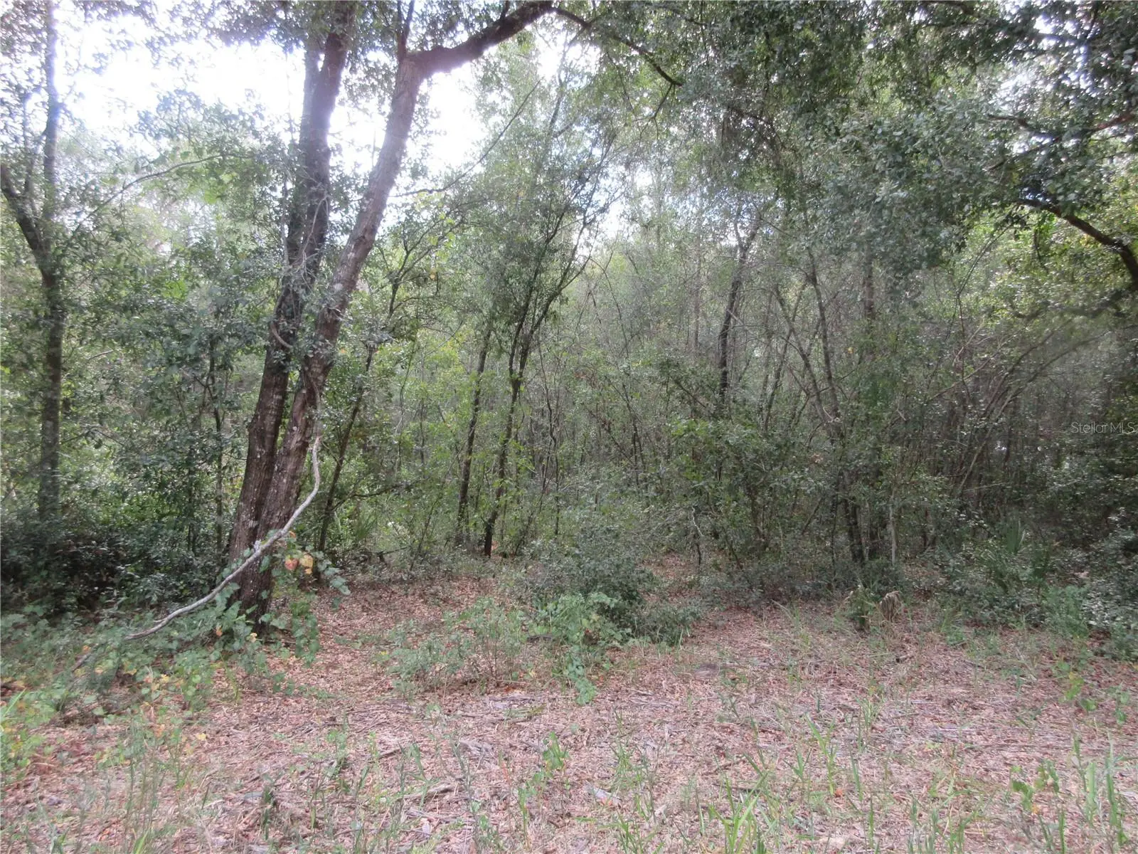 1 Ln, FL