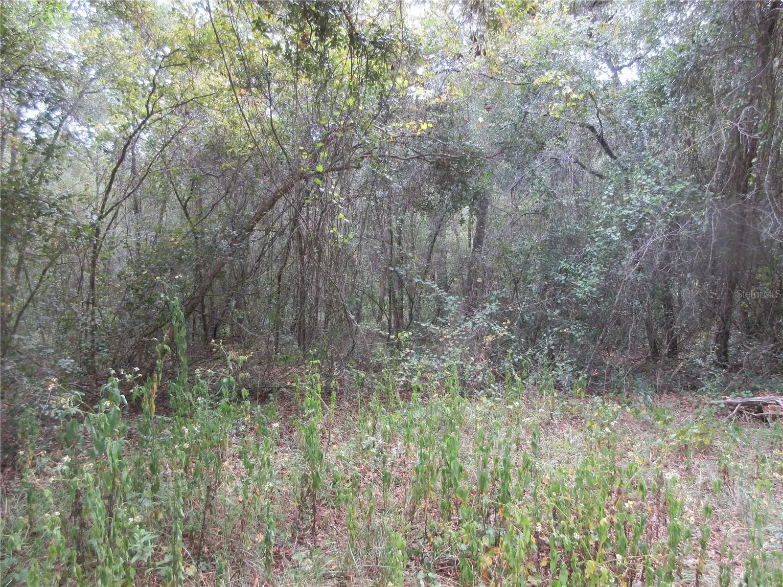 1 Ln, FL