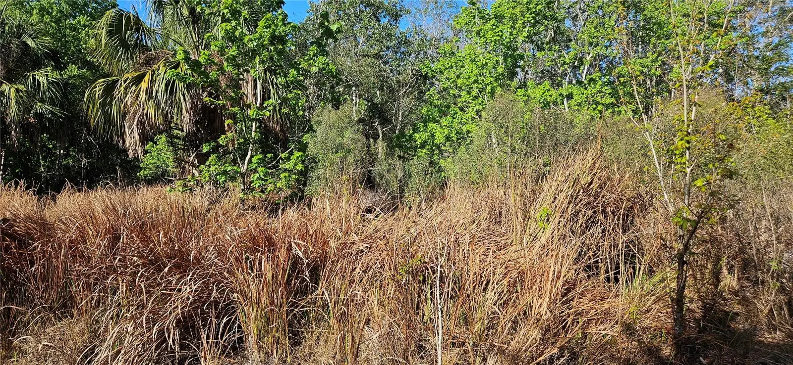 Timberlane Road, FL