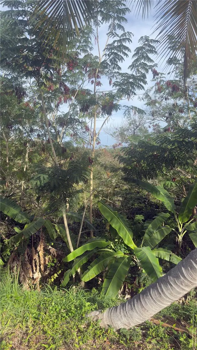 0 Rincon, Bo Cruces, Carr. 115 Ramal 4414 Km Hm 2.5 Road, PR