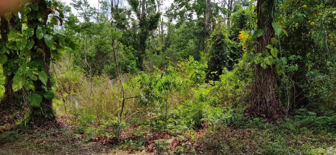 Marjorie Boulevard, FL
