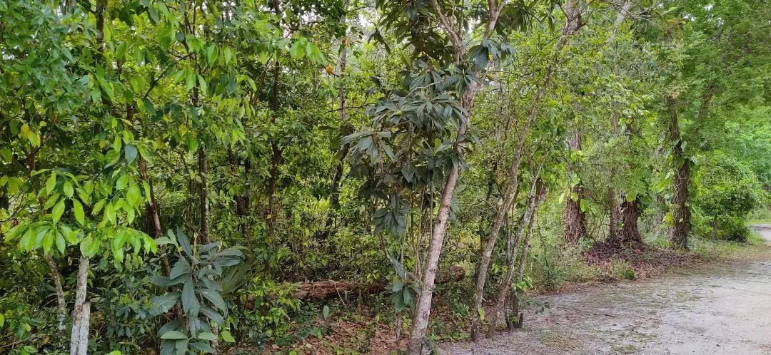Marjorie Boulevard, FL