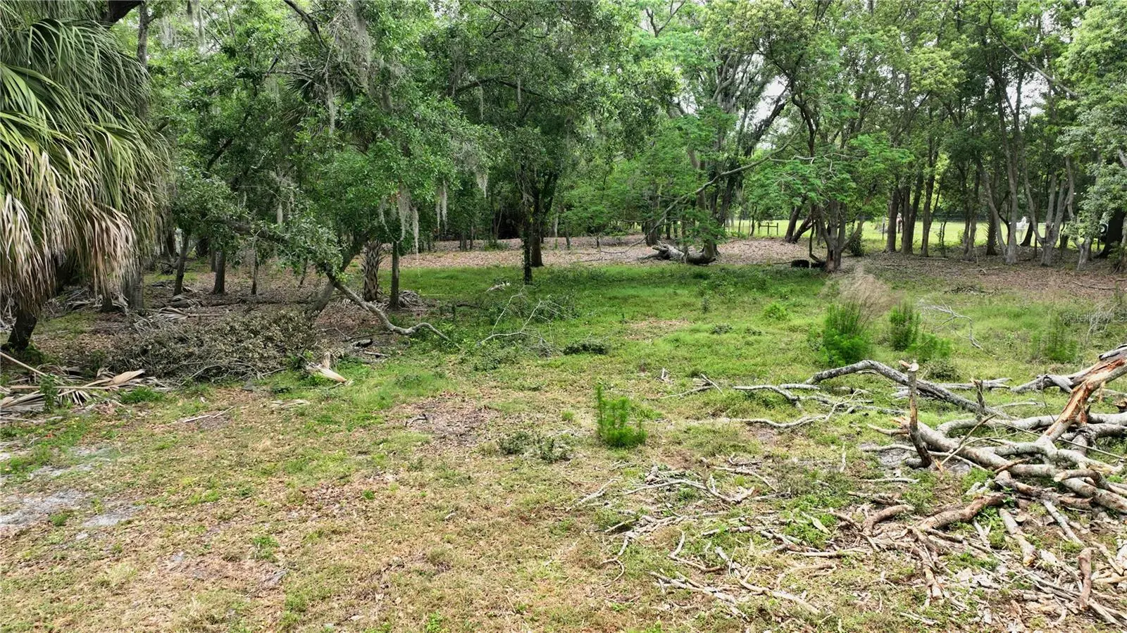 Old Cone Grove Road, FL