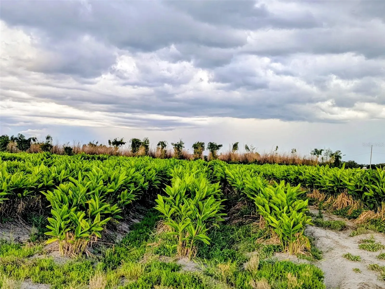 0 Mineral Branch Road, FL
