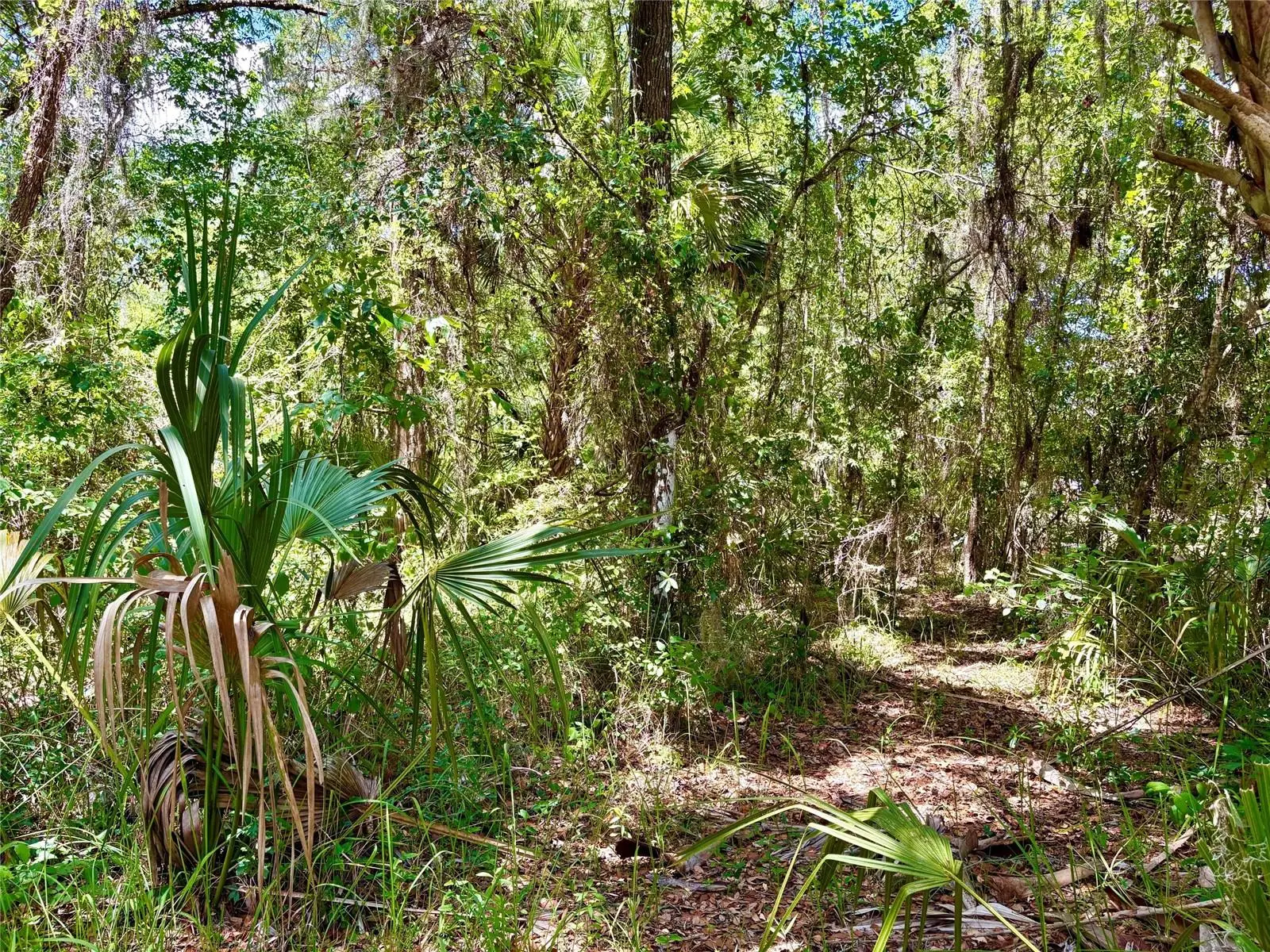 Old Crystal River Road, FL