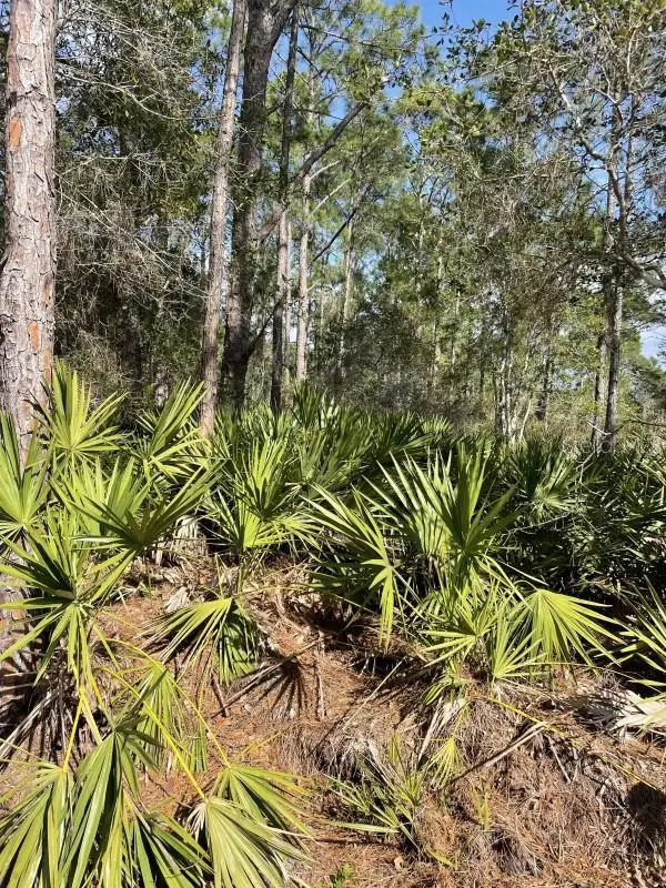 32 Fyfe Avenue, FL