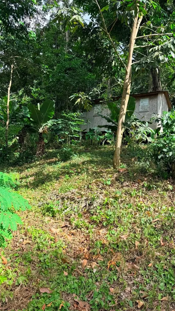 Cain Alto. Bo. Hoconuco Alto, PR