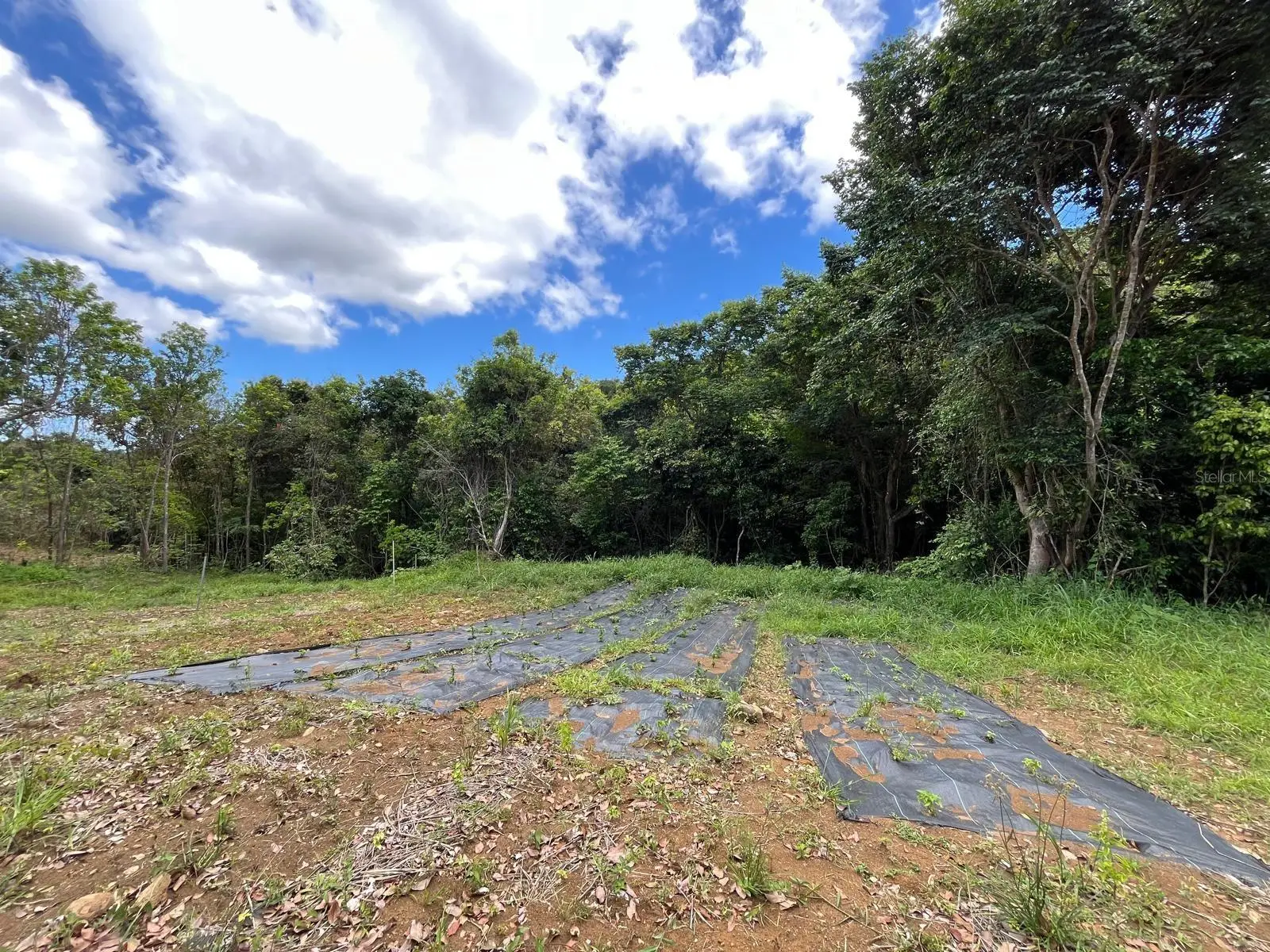 Lot 5 Km 2.5 Carretera 856, PR