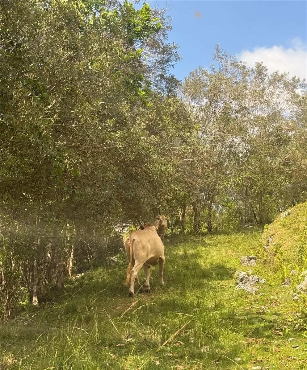 Pr 6684 Buena Vista Km Hm 2.5, PR