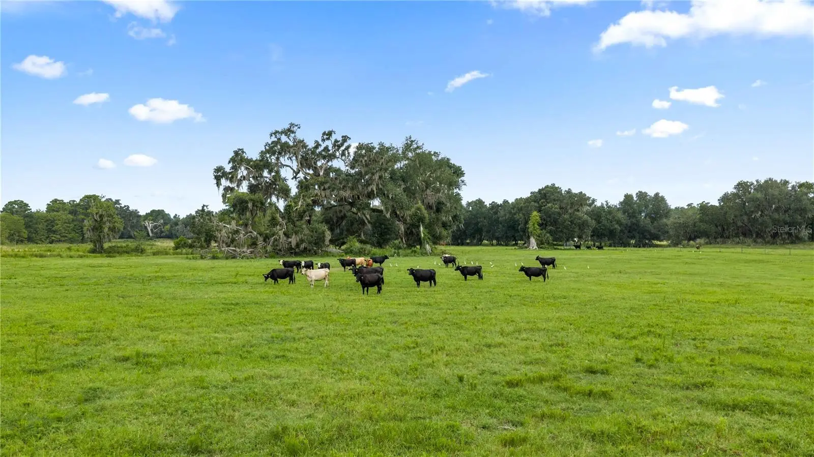 County Road 774, FL