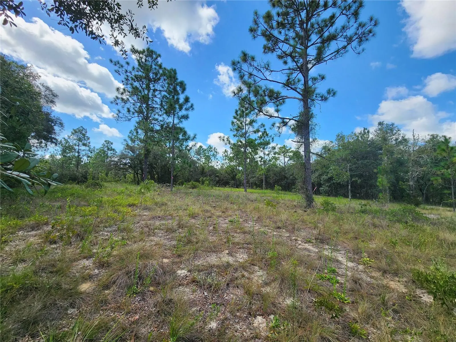 Nectarine Lane, FL