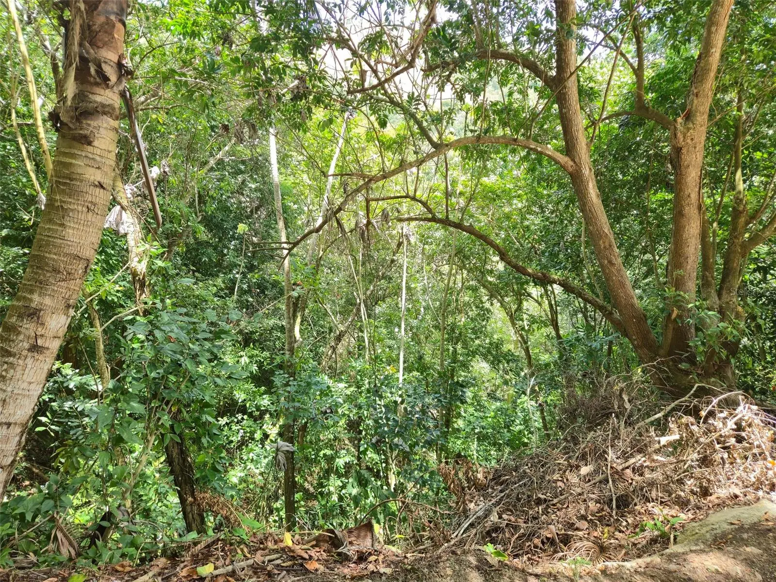 Pr 156 Km. 23.9 Rio Hondo Ward, PR