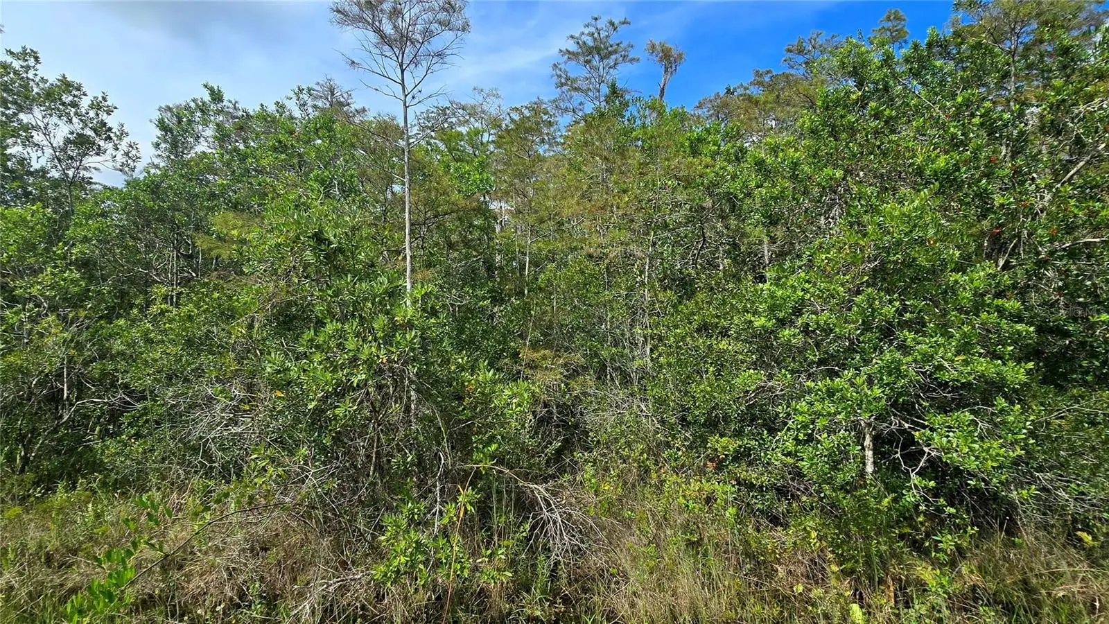 Pierre Avenue, FL