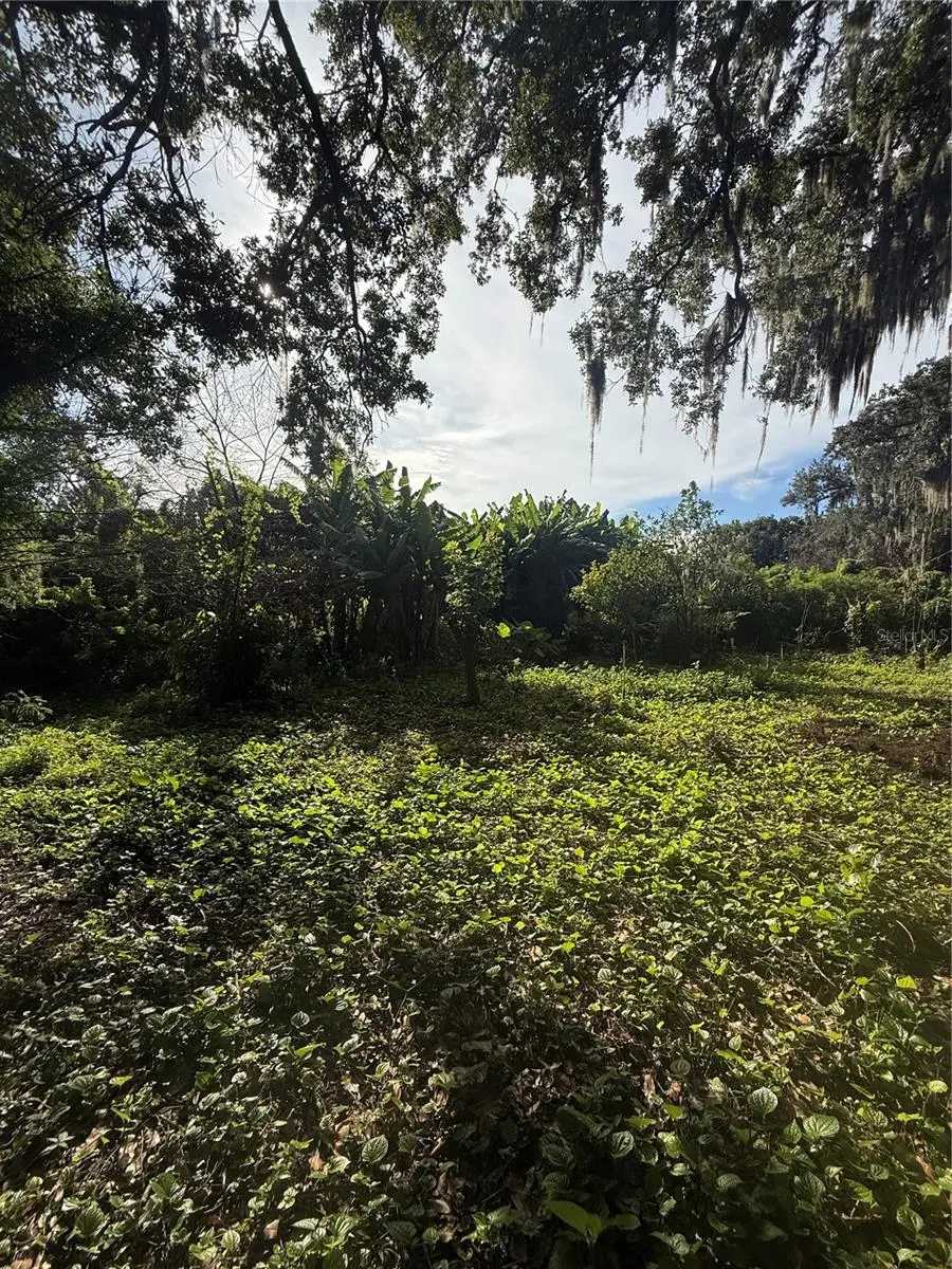 Willow Avenue, FL