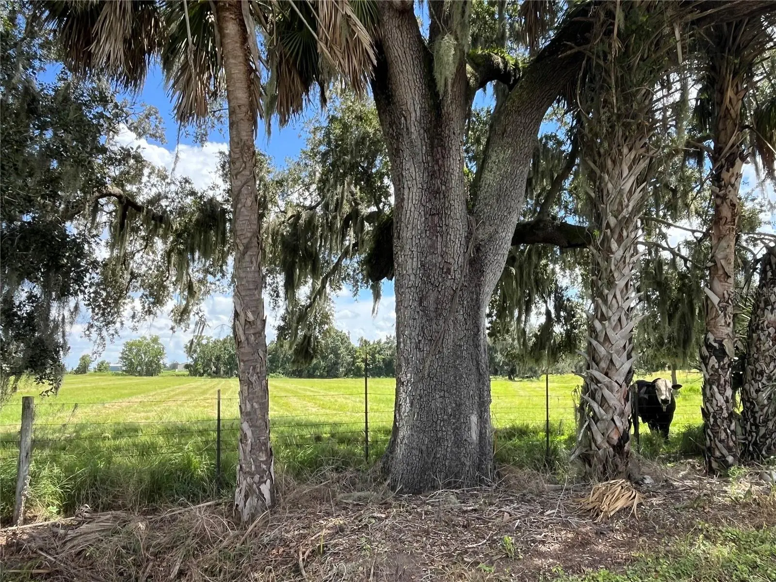 Johns Road, FL