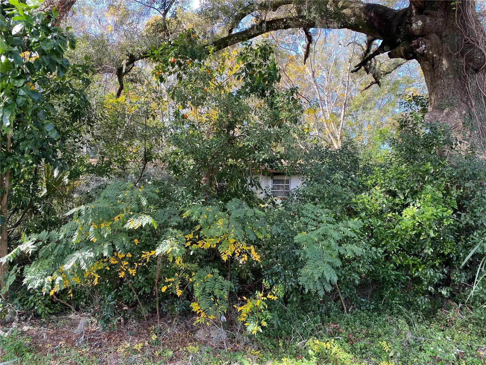 534 Dexter Avenue, FL