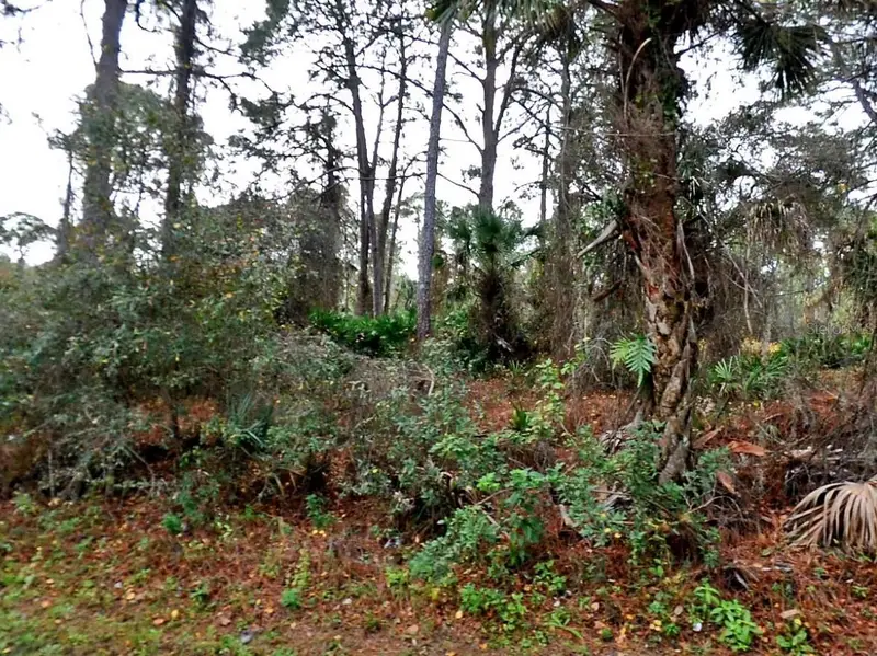 Lady Slipper Ave., FL