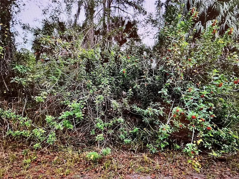 Lot 24 Campbell St, FL