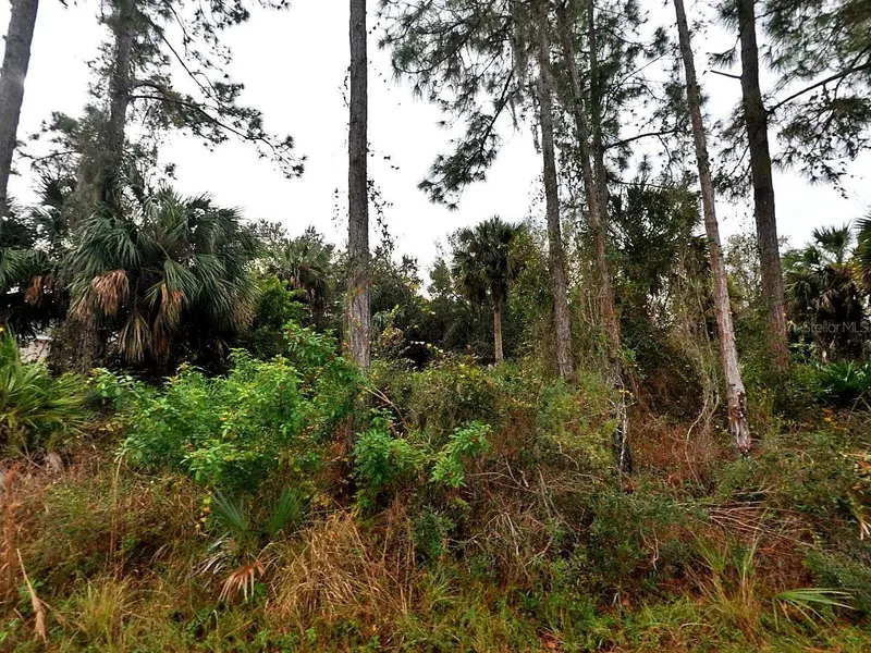 Cissus Ave, FL