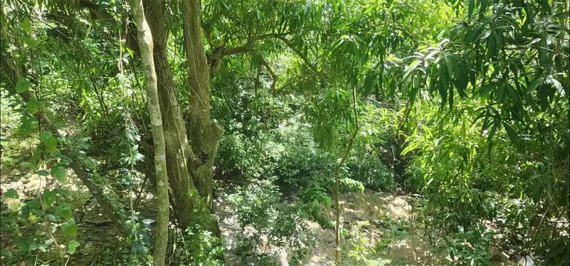 Carr. 412, Km. 4.8 Calle Pascual Nieves, Bo. Calvache, PR