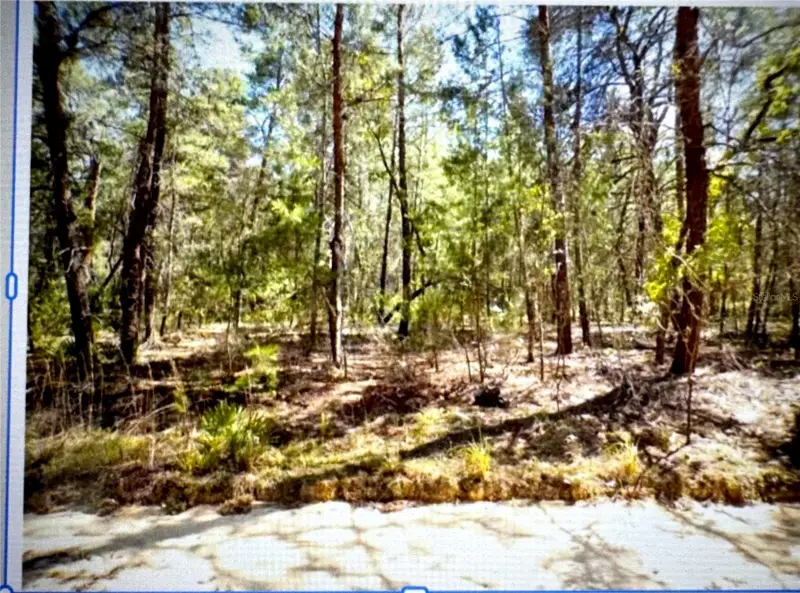 Old Bellamy Trail, FL