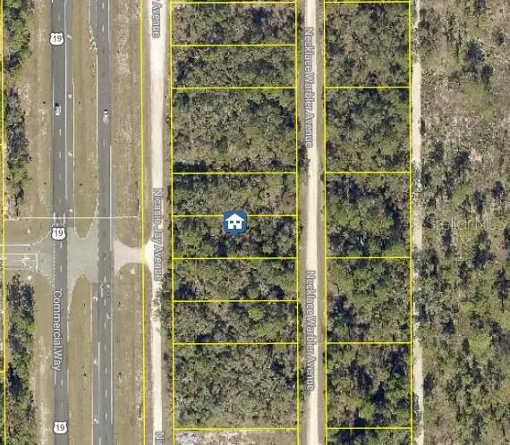 Lot 14 Necklace Warbler, FL