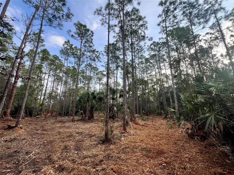 Pantera Ln, FL
