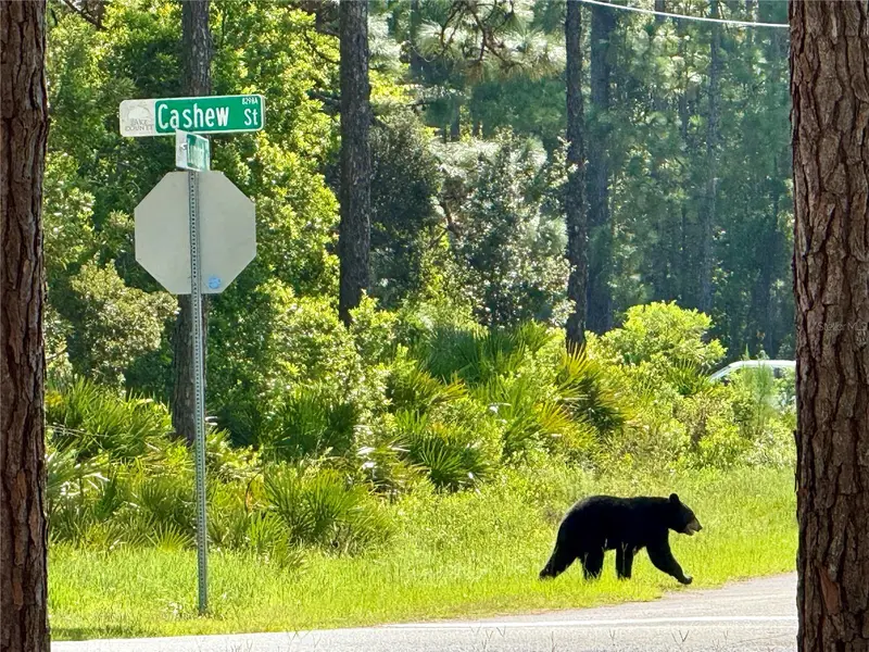 Cashew St, FL