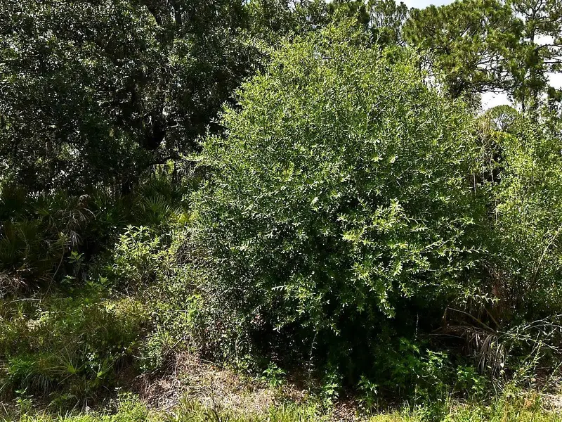 Lot 16 Rentscher Ave, FL