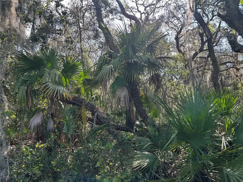 County Road 445a, FL