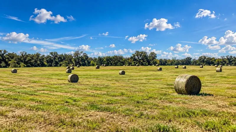 Mondon Hill Rd, FL