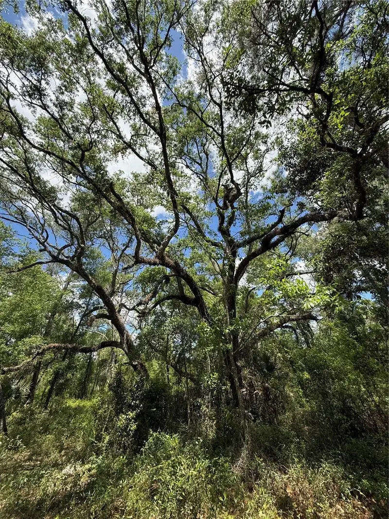 Lewis Ln, FL