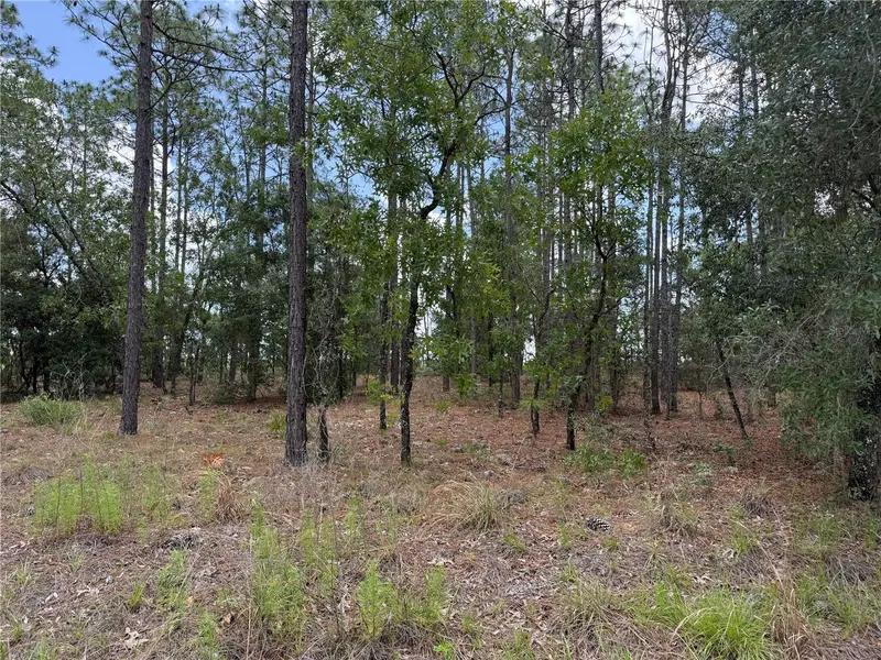 Nw Buena Vista Rd, FL