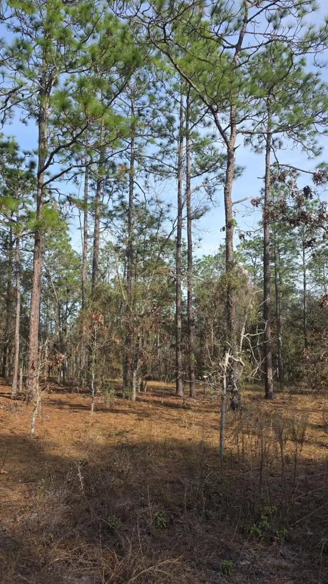 0 Nw Alvarez Rd N Nw Alvarez Rd Hwy, FL