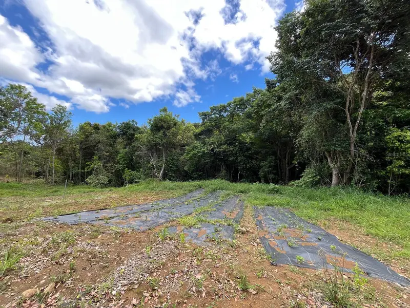 Lot 5 Km 2.5 Carretera 856, PR