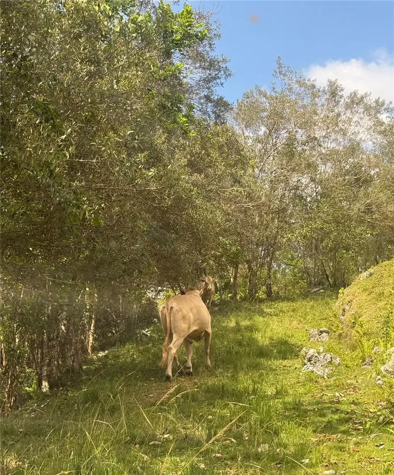 Pr 6684 Buena Vista Km Hm 2.5, PR