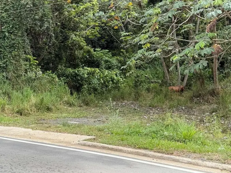 Rd 978 Km 2.7 Chupacallos Wd, PR
