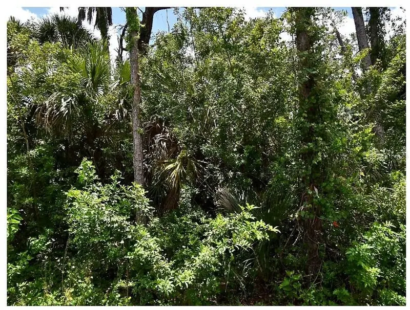 Numera Ave, FL