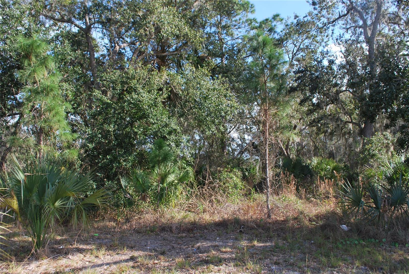 Ridgewood Avenue, FL