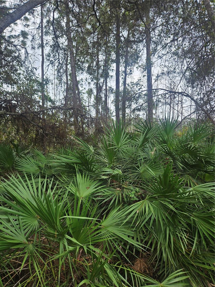 DELTONA, FL