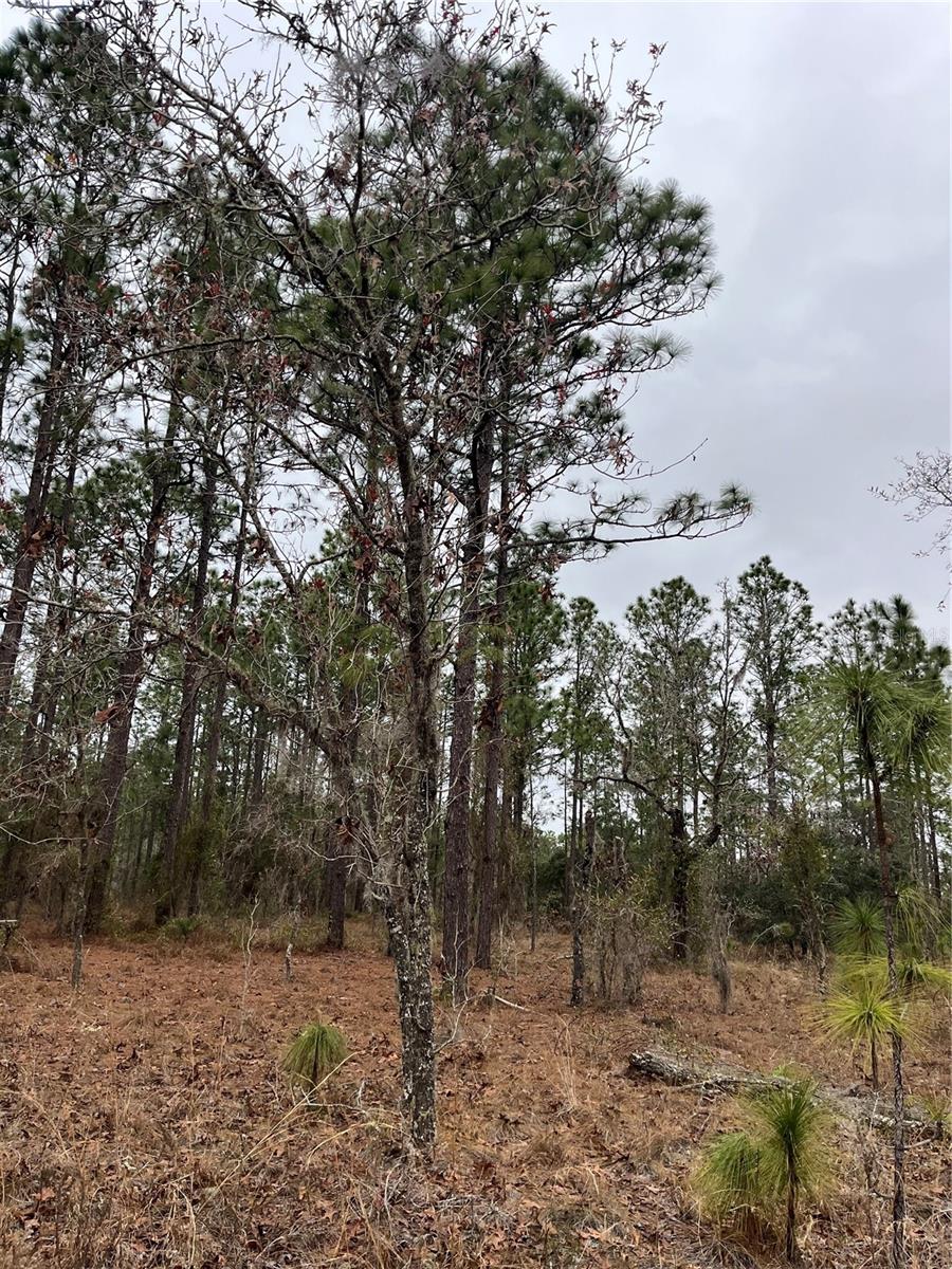 Lot 57 Skylark Street, FL