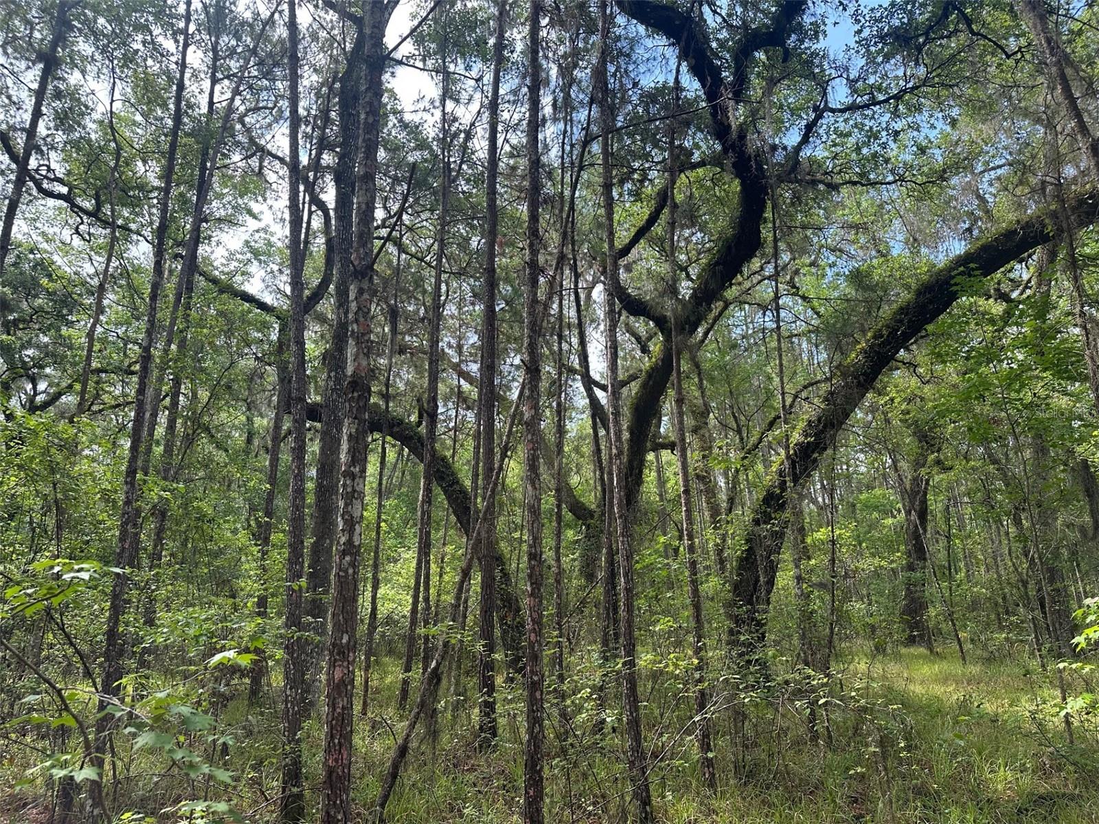 0 Emerson Road, FL
