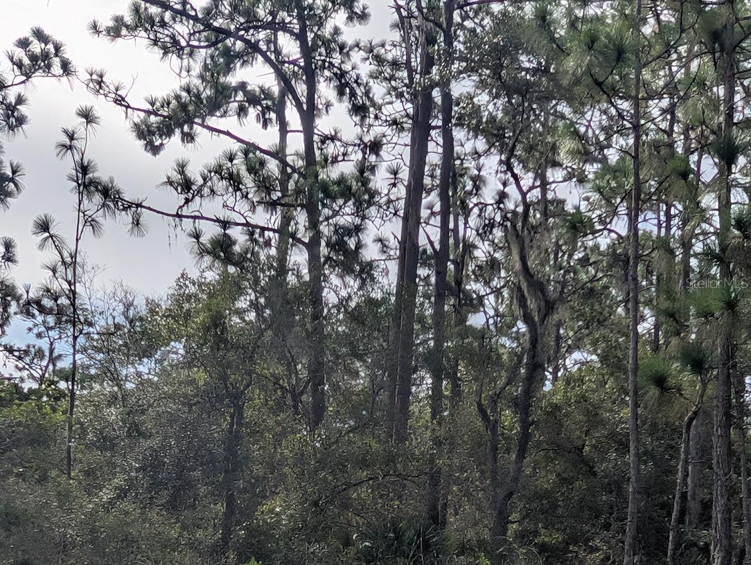 523 Azalea Drive, FL
