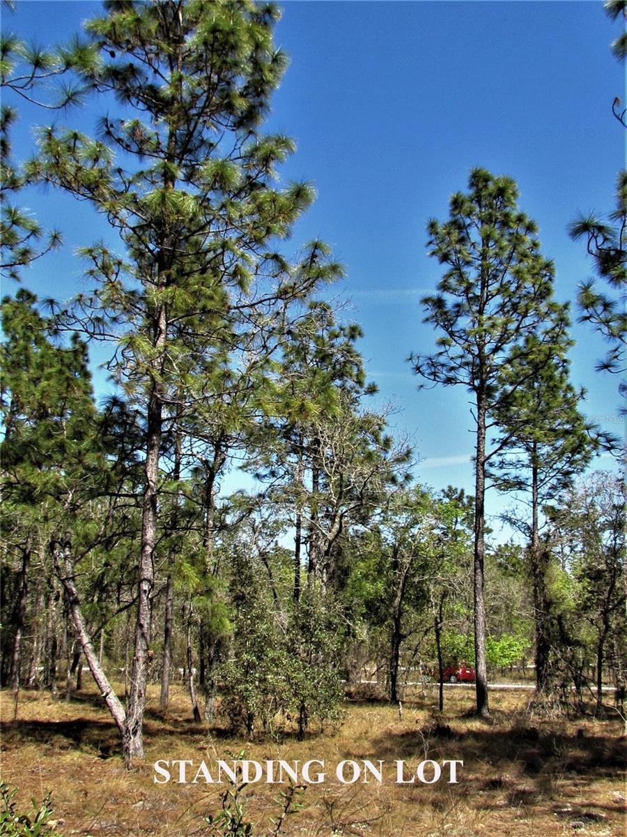 Lombardy Lane, FL
