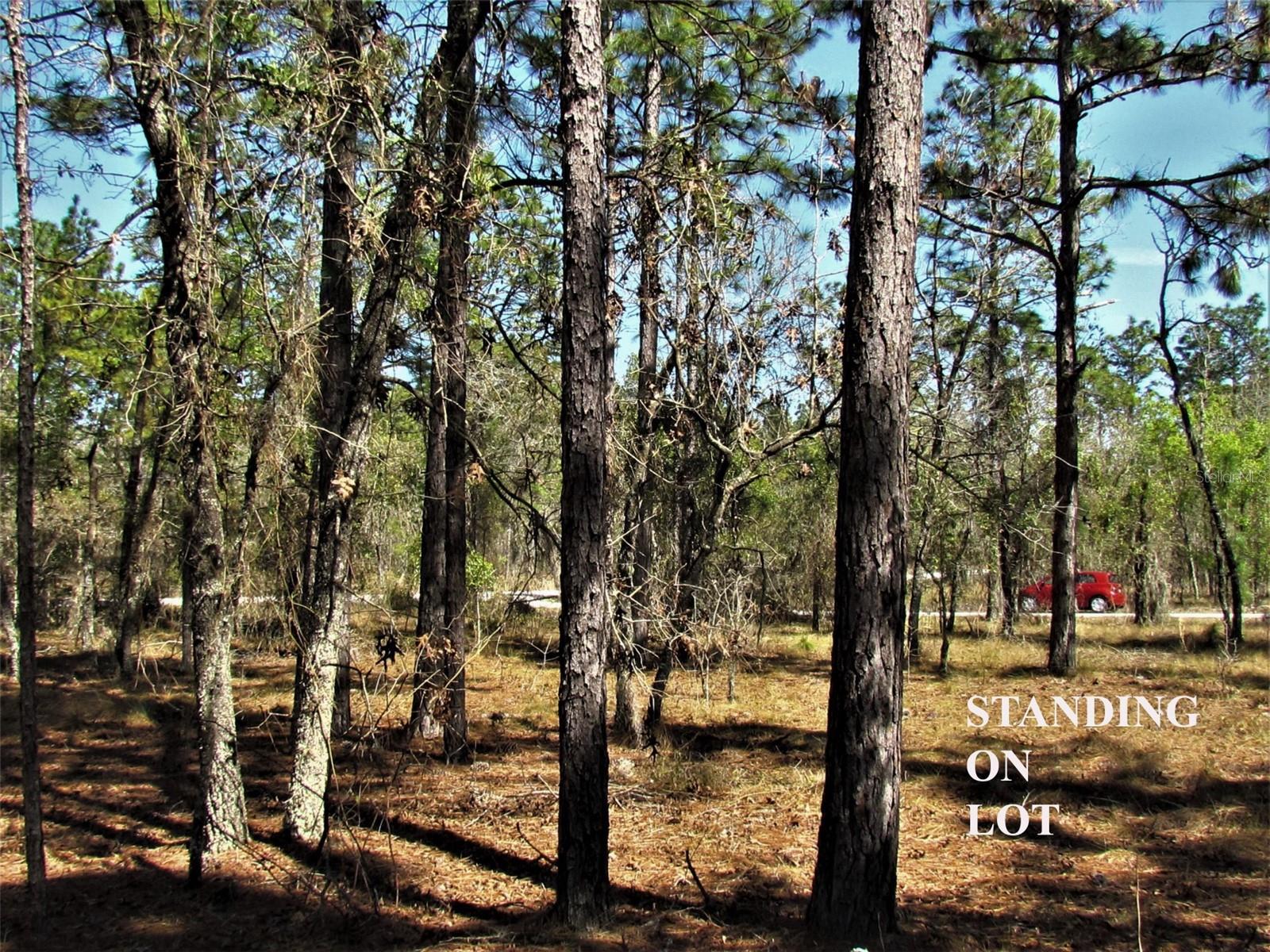 Lombardy Lane, FL